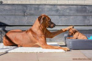 Een volwassen Rhodesian Ridgeback legt zijn poot op het kopje van een puppy