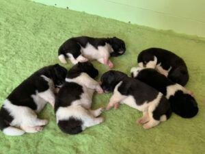 Zes puppy's uit hetzelfde nestje liggen bij elkaar op een groen kleedje