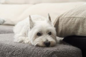 Een hond die verveeld naast de bank ligt