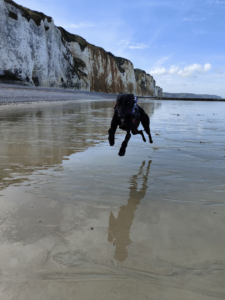 Windhond Floki die over het strand heen rent
