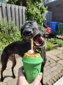 Windhond Floki die van een pupcup drinkt