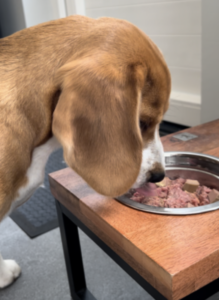 Beagle Freddy die DARF KVV aan het eten is