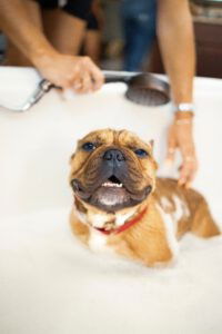 Een hond wordt in een warm bad gewassen