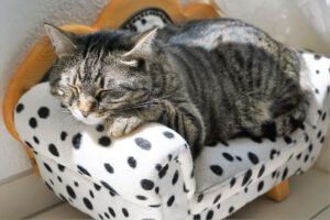 Een kat die op een klein stoeltje zit met koeienprint