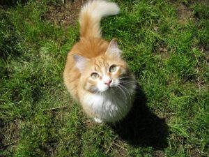 Een oranje langharige kat die op het gras zit en in de camera kijkt