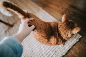 Een kat die geaaid wordt en haar staart omhoog heeft