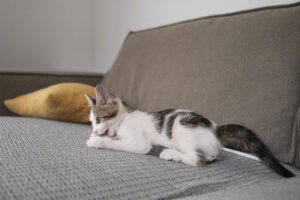 Een kitten die op de bank ligt