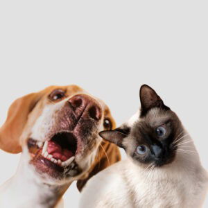 Een hond en een kat die samen blij de camera in kijken