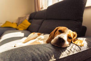 Een beagle die op de bank ligt te rusten