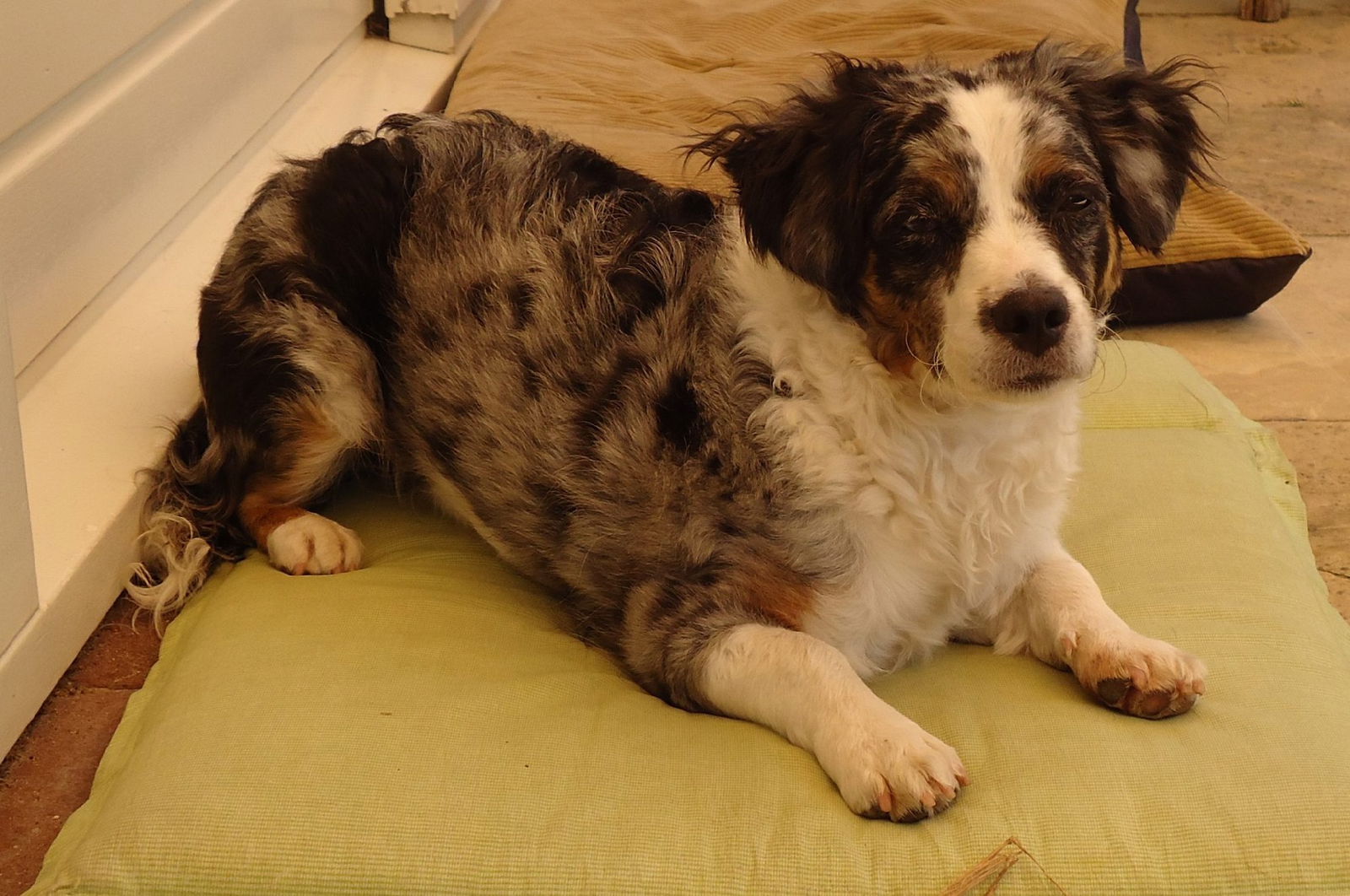 Een eerder verwaarloosde hond ligt op een kussen